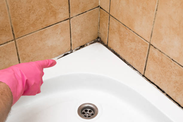 Best Office Mold Removal Services  in Alexander, AR